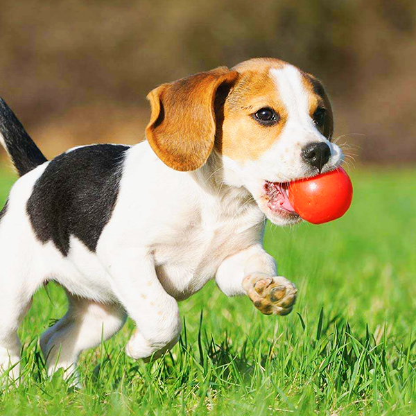 treinadores de cães e gatos com clicker em são paulo - adestramento positivo e comportamento canino
