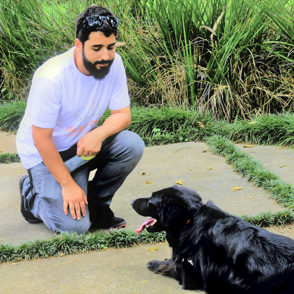 treinadores de cães com clicker em são paulo - adestramento positivo e comportamento canino