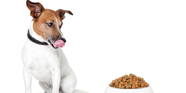 cão aguardando alimentação e comportamento canino ideal