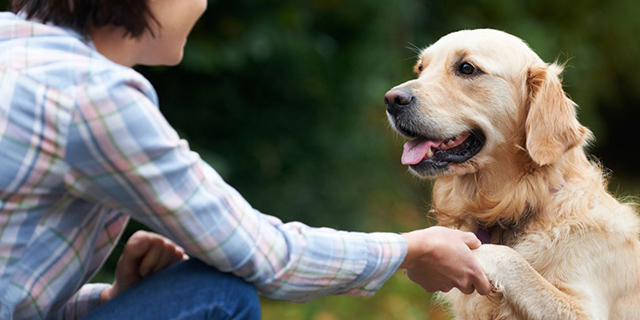 comportamento pet e relacionamento com o dono, treino de obediência e respeito animal