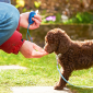 treinadores de cães e gatos com clicker em são paulo - adestramento positivo e comportamento canino
