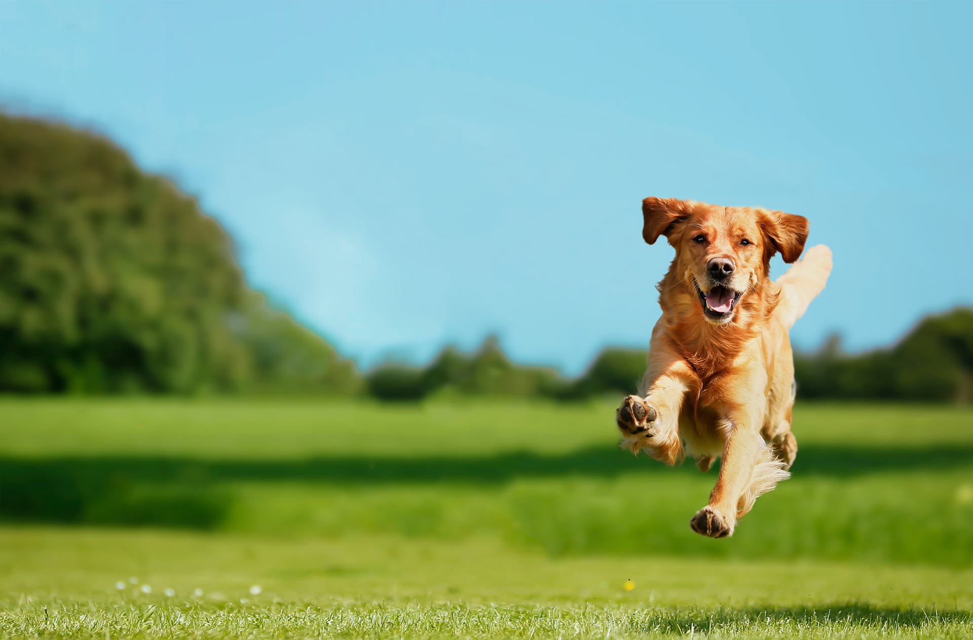 treinadores de cães em grupo com clicker em são paulo - adestramento positivo e comportamento canino