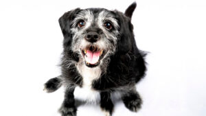 idade ideal para treinar meu cão