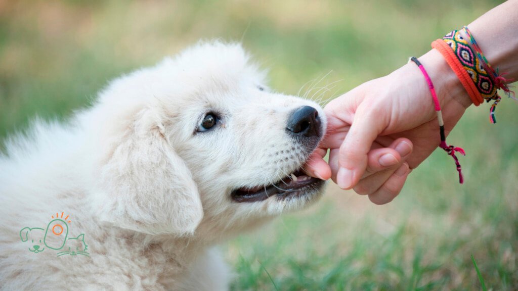 Seu cão está mordendo