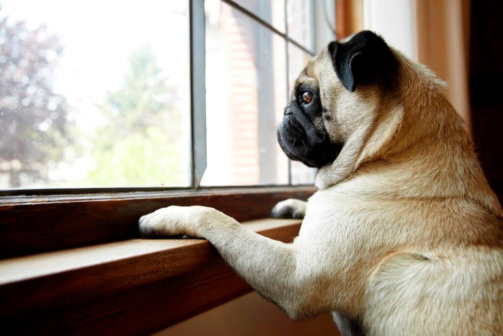 Seu cão vai ficar sozinho e ele precisa saber disso