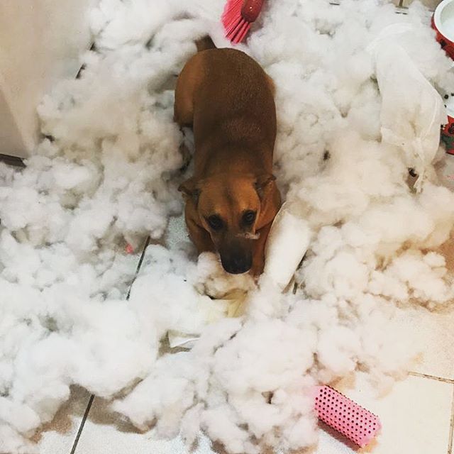Seu cão vai ficar sozinho e ele precisa saber disso! 1 cachorro destruindo as coisas