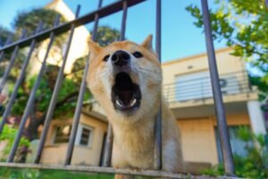 Latido do Seu Cão Incomoda os Vizinhos