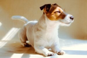 Meu cachorro vai acalmar com o tempo