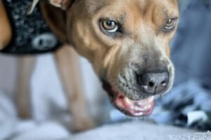 Posse de recurso em cães
