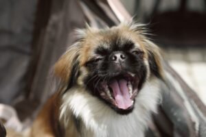 a linguagem secreta que o seu cão