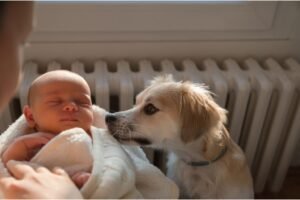 caes e bebes