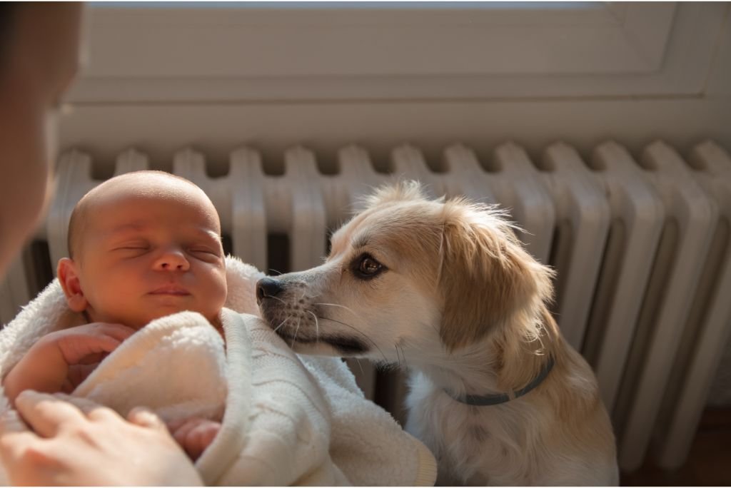 Tem bebês chegando? 6 caes e bebes