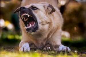 cão dominante