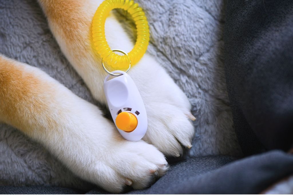 O poder do clicker training: como um simples "clique" transforma a comunicação com o seu cão 1 clicker training