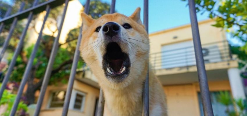 Latido do Seu Cão Incomoda os Vizinhos