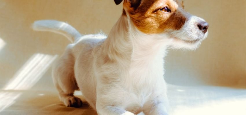 Meu cachorro vai acalmar com o tempo