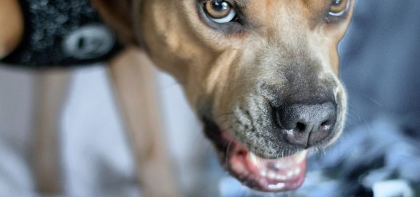 Posse de recurso em cães