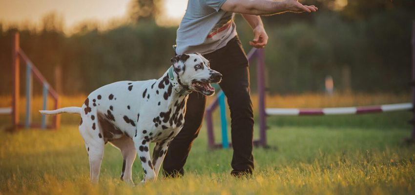 Quanto Custa um Adestrador de Cães