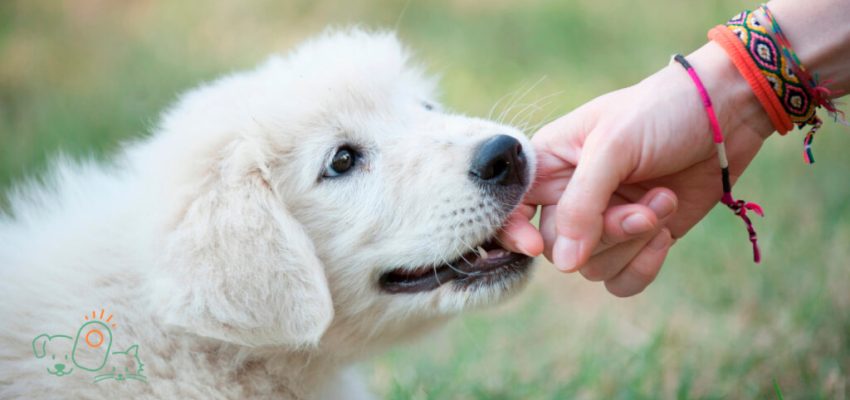 Seu cão está mordendo