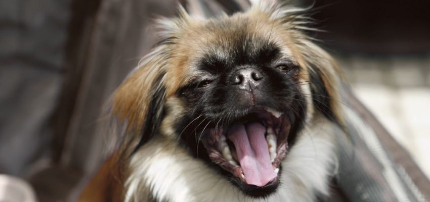 a linguagem secreta que o seu cão