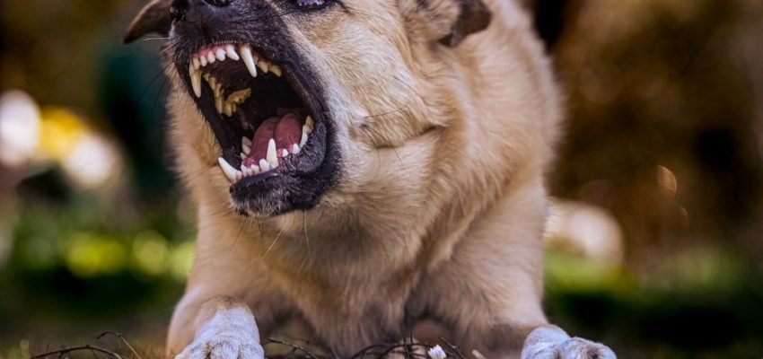 cão dominante