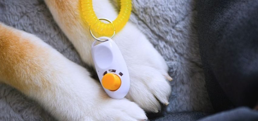 clicker training