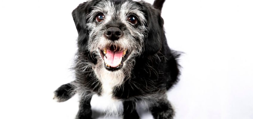 idade ideal para treinar meu cão